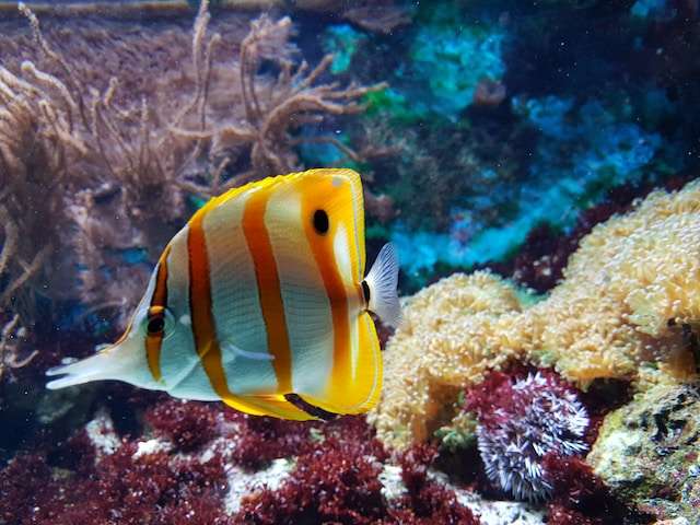 cretan aquarium